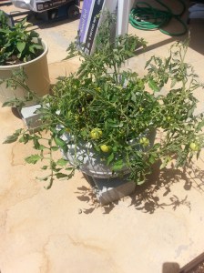 Tomato and Fish Pepper