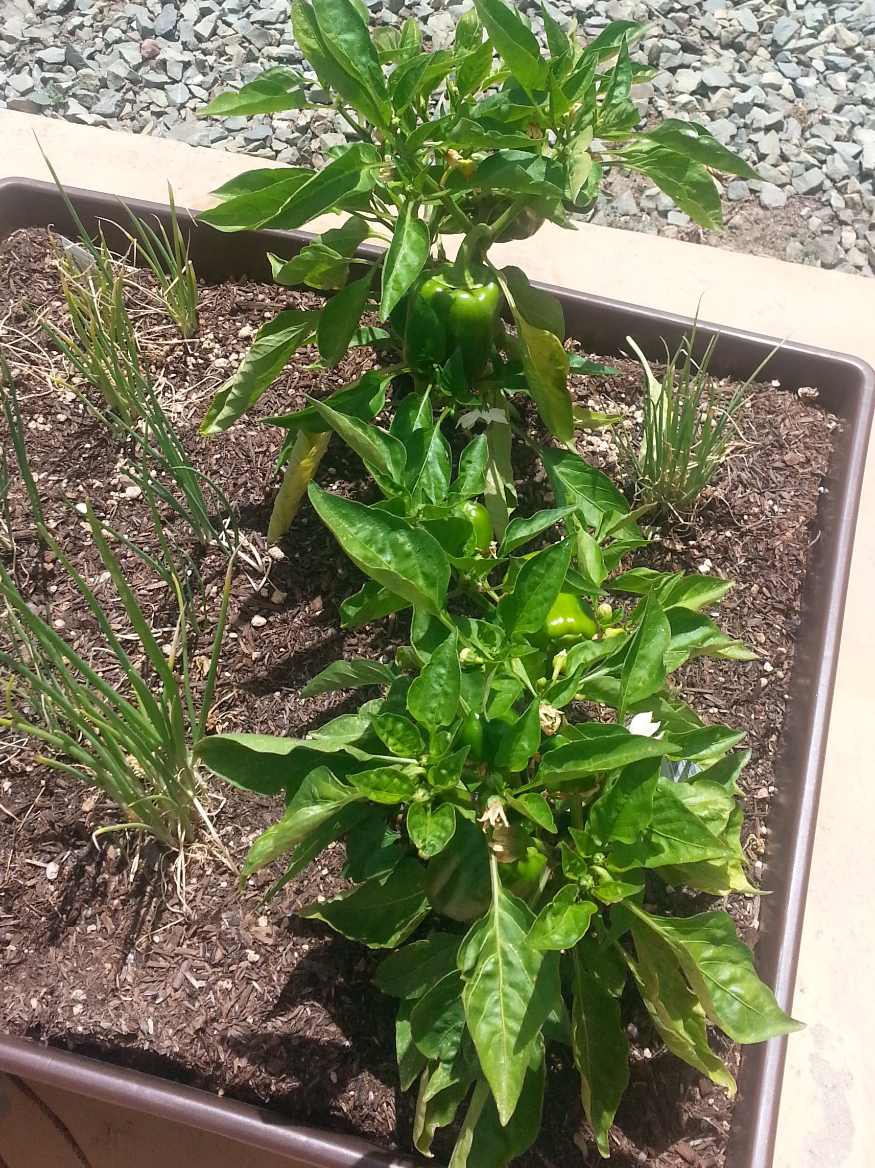 Green and Yellow peppers