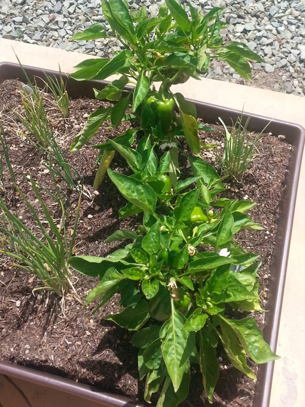 Green and Yellow peppers